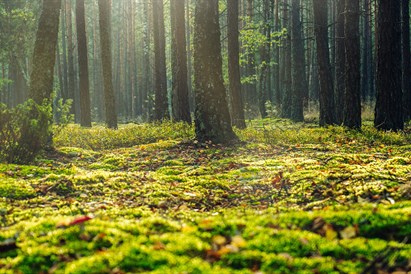 Miško maudynės pagal „Shinrin-Yoku“ metodą